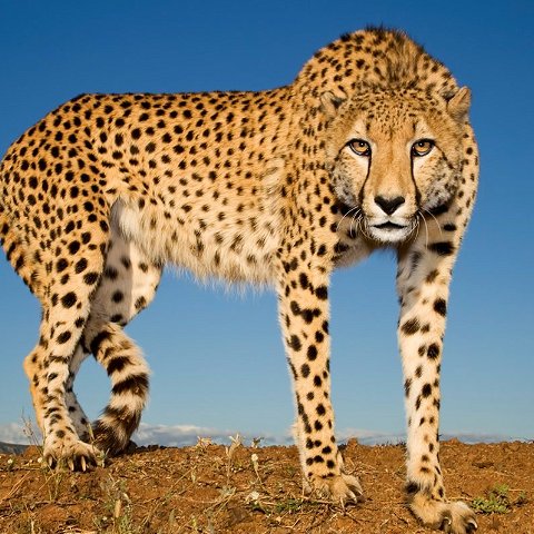 ZA Cheetah Experience