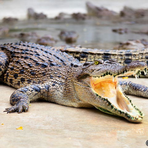 Thaba Kwena Crocodile park
