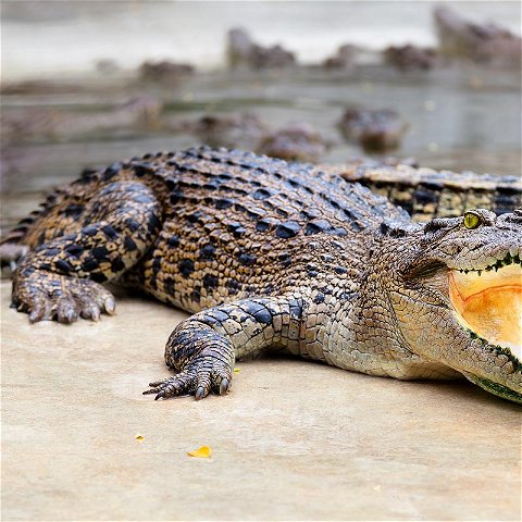 Thaba Kwena Crocodile park