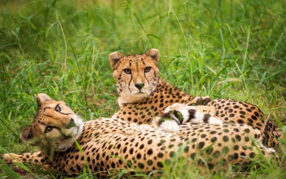 ZA cheetah lion and predator park