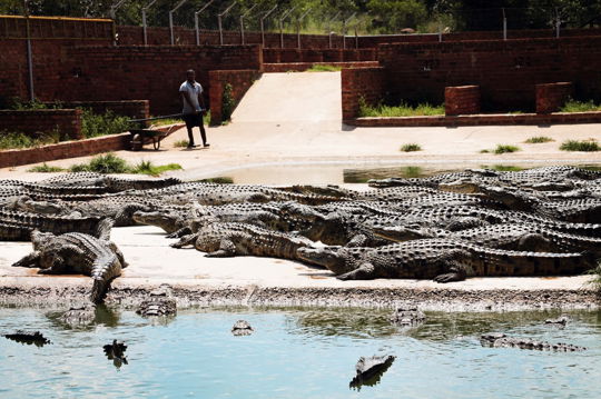 Thaba Kwena Crocodile park