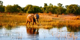 1-Day Chobe National Park Safari Tour from Vic Falls