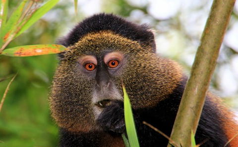 Golden Monkey Tracking