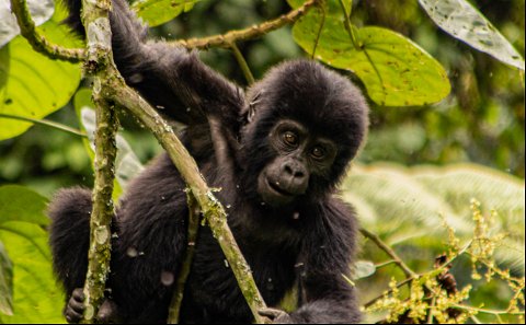 Gorilla Tracking