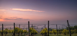 Winter Weekend Wine Special
