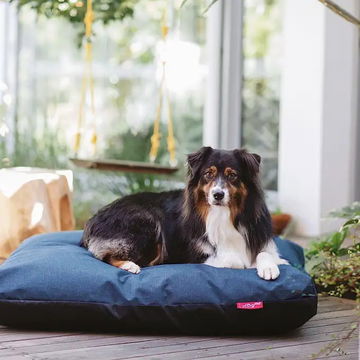 Our beautiful, gentle Aussie Shepherd Roxi.