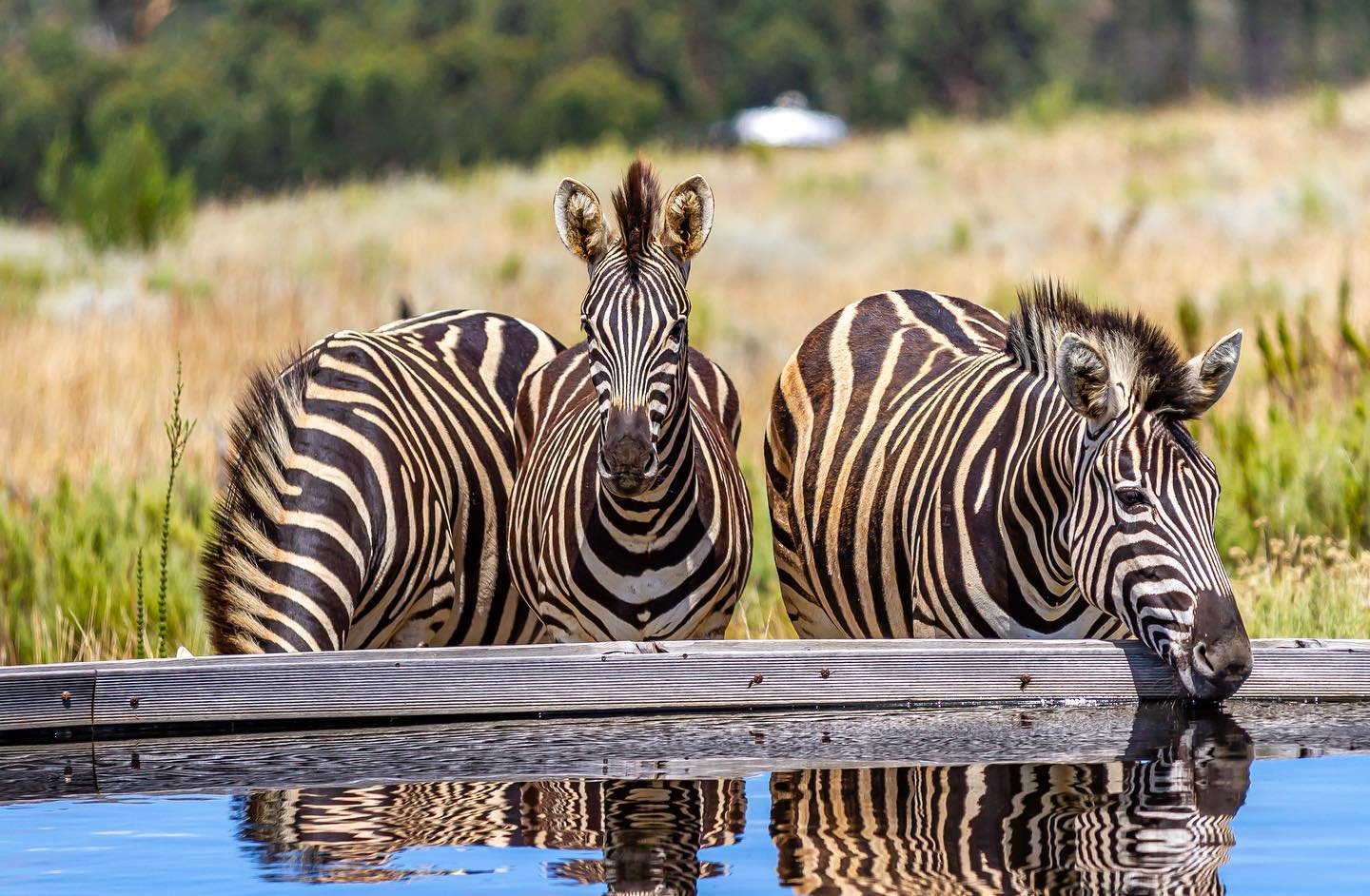 A unique experience in the Elgin Valley, an hour from Cape Town