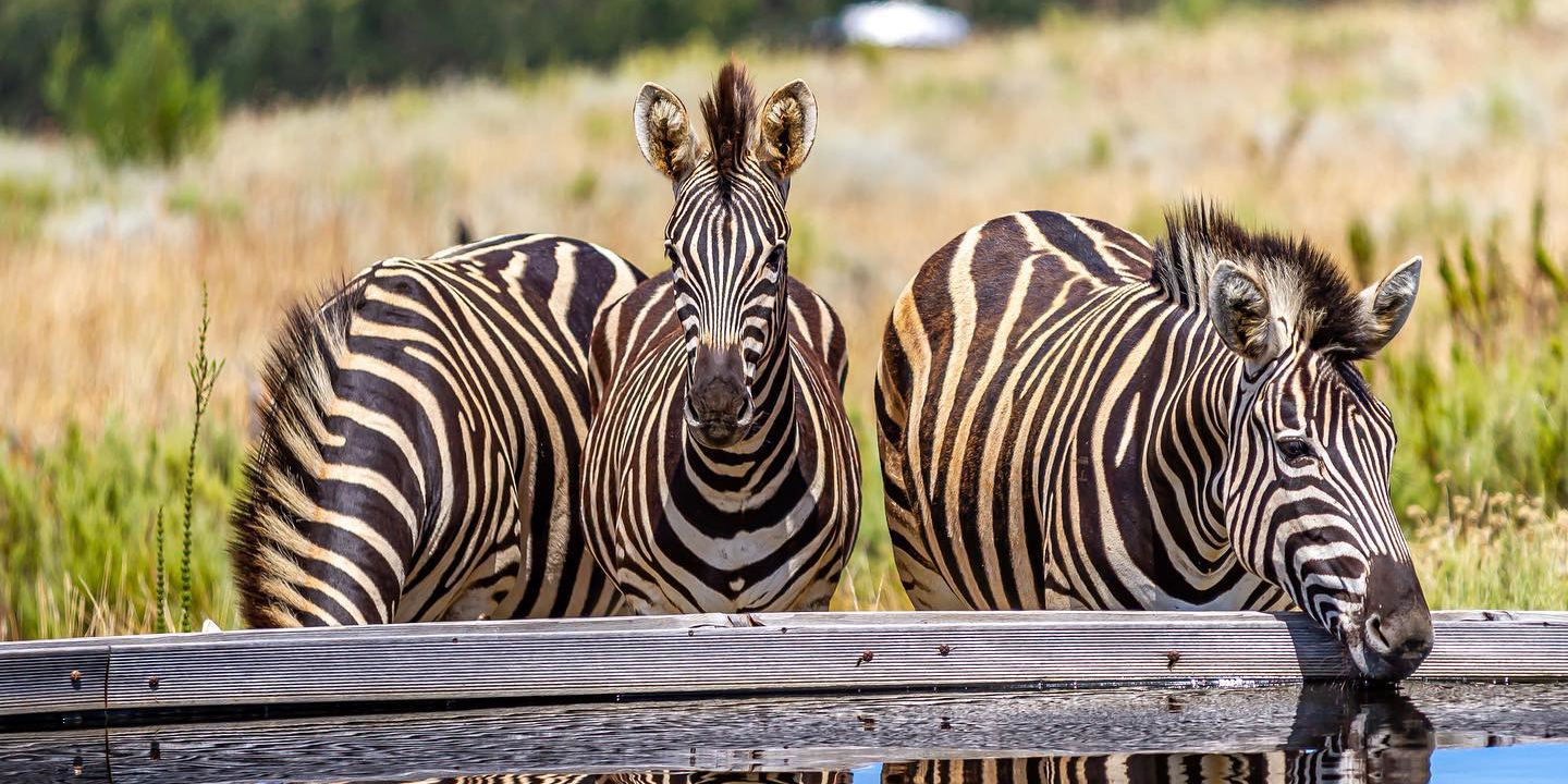 A unique experience in the Elgin Valley, an hour from Cape Town
