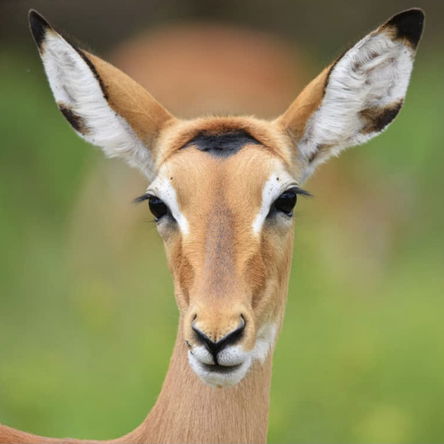 12 Day Nature and Wildlife Photography Holiday in Uganda