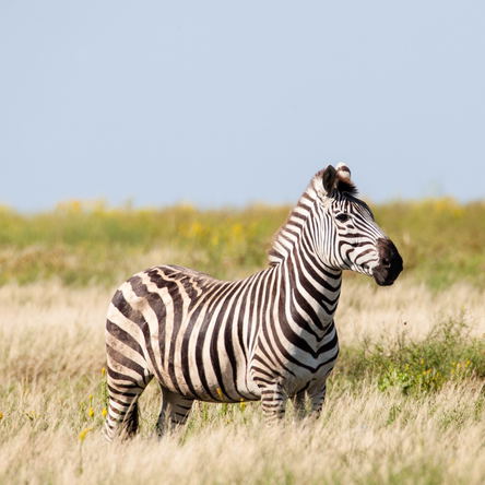 4 Day Lake Mburo National Park Luxury Safari