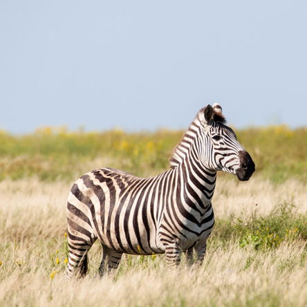  4 Day Lake Mburo National Park Luxury Safari