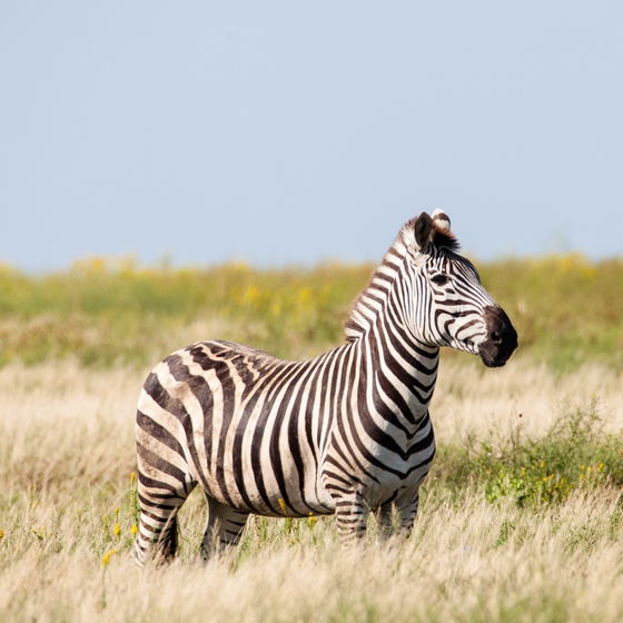  4 Day Lake Mburo National Park Luxury Safari