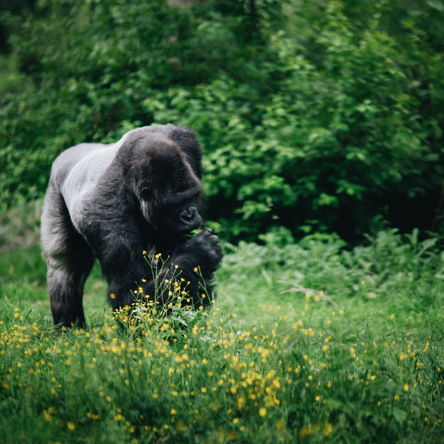 6 Day Luxury Primate Safari Uganda