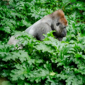 7 Day Great Apes & Akagera National Park Safari