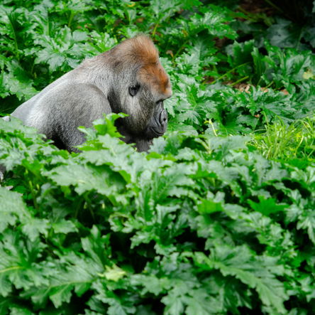 7 Day Great Apes & Akagera National Park Safari