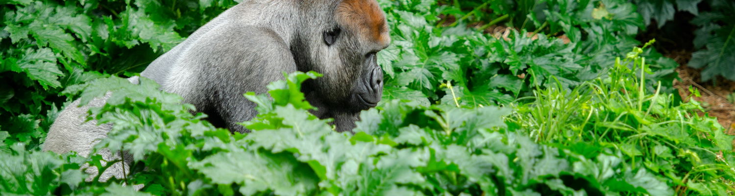 Uganda