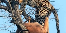 3Days Masai Mara private safari 