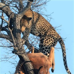 3Days Masai Mara private safari 
