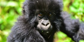 14 Day Best of Uganda Big 5 and Primate Safari