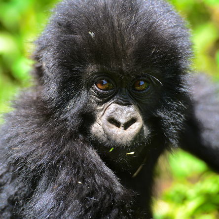 7 Day Nyungwe, Gorillas & Queen Elizabeth National Park