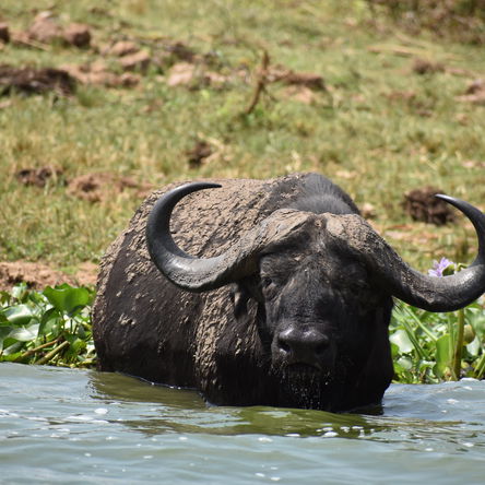 4 Day Queen Elizabeth National Park Luxury Safari