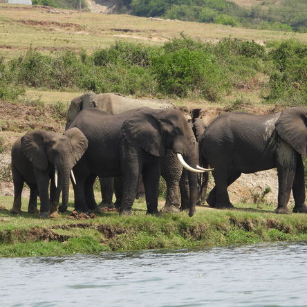 8 Days Gorilla and Big Game Safari.