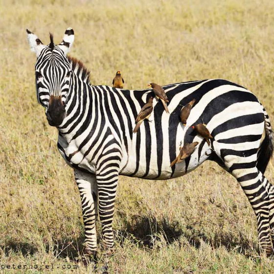 4days/ 3nights Kidepo national park safari.