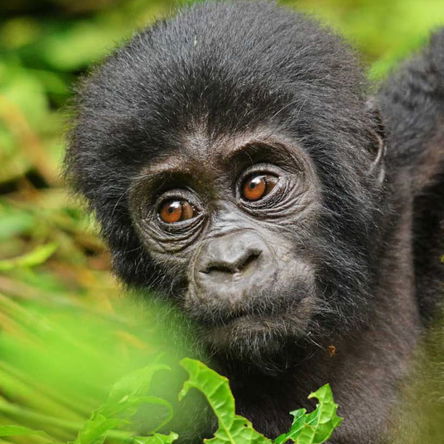 10days/ 9nights Uganda-Rwanda exploration:
