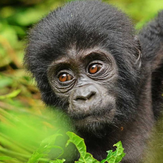 10days/ 9nights Uganda-Rwanda exploration: