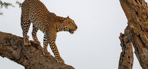 10days Best of Uganda safari.