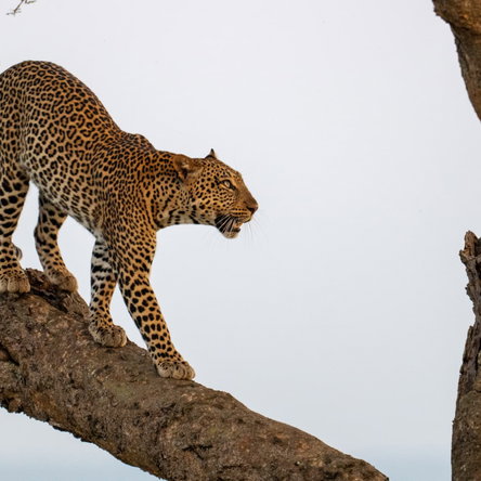 10days Best of Uganda safari.