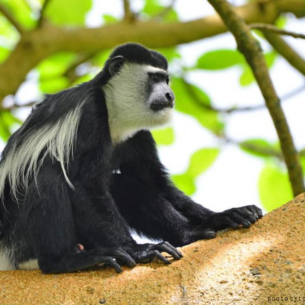 4 Day Kibale National park Classic Safari