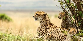 3 Day Best of Tanzania Luxury Safari