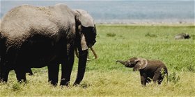 5 Day Best of Tanzania Private Safari