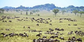 3 Day Masai Mara Safari