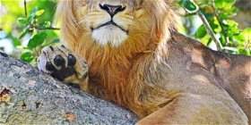6 Day Queen Elizabeth & Murchison Falls Classic Safari