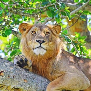 6 Day Queen Elizabeth & Murchison Falls Classic Safari