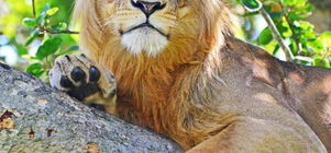 10days Best of Uganda safari.