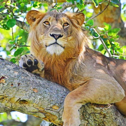 6 Days Queen Elizabeth & Murchison Falls Budget Safari.