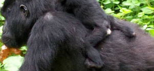 10days Best of Uganda safari.