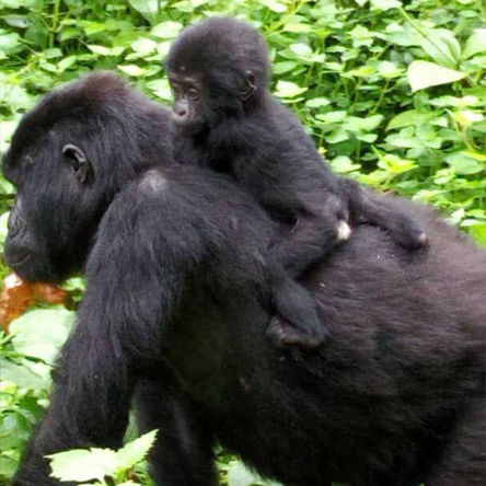 10days Best of Uganda safari.