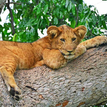 3 Day Queen Elizabeth National Park Budget Safari