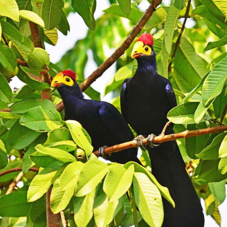8 Day Uganda Classic Birding Safari