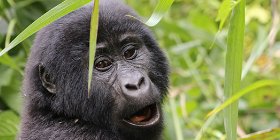 5 Day Gorilla And Chimpanzee Super Nature of Rwanda