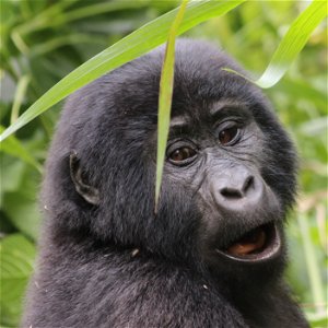 4 Day Gorilla Tracking Safari