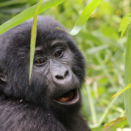 4 Day Gorilla Tracking Safari