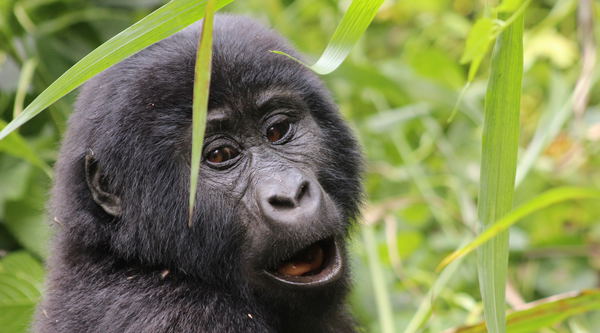 Rwanda