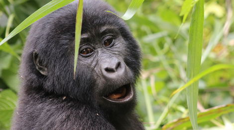 Rwanda