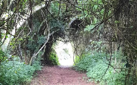 Dune Forest Walk St Lucia