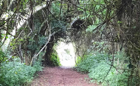 Dune Forest Walk St Lucia Dune Forest Walk St Lucia